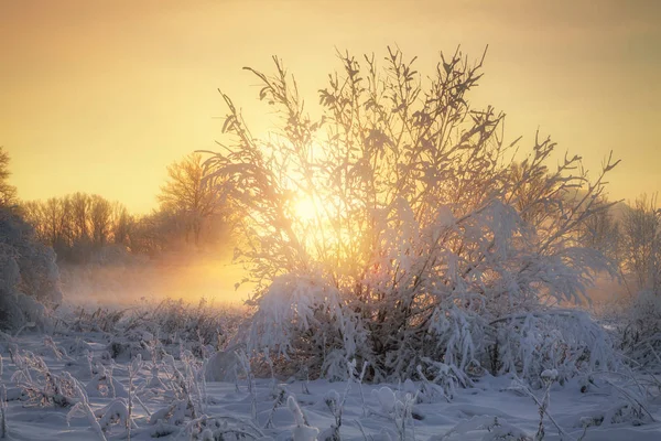 Büsche Mit Schnee Bedeckt Nebel Bei Sonnenuntergang lizenzfreie Stockbilder