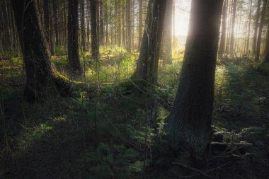 bir bahar ormandaki yeşillik güneş ışığı yanar