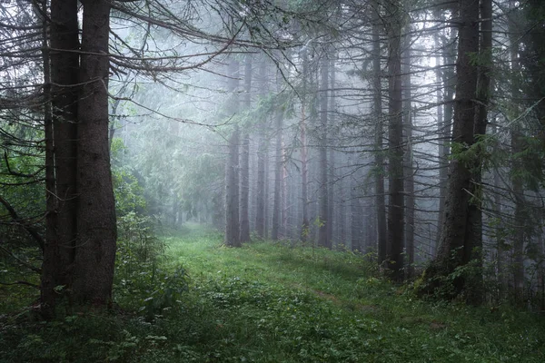 Bir Sisli Yaz Sabahı Bir Iğne Yapraklı Orman Yoluna — Stok fotoğraf