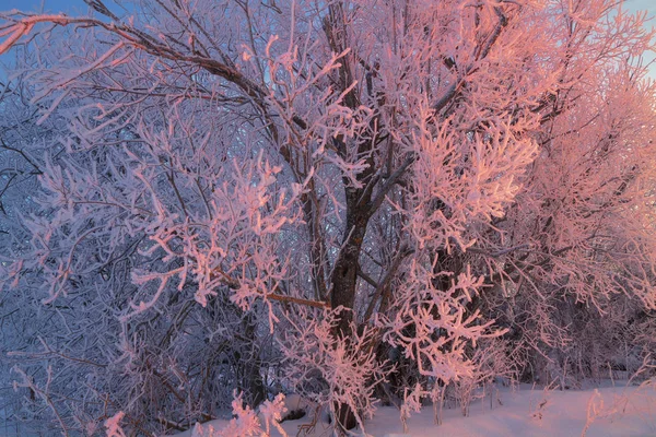 Beaux Buissons Couverts Neige Éclairés Par Lumière Rose Soleil Soir — Photo