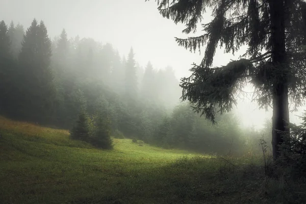 Clareira da floresta em uma manhã de verão nebulosa — Fotografia de Stock