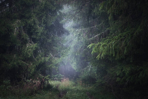 Coniferous forest on a foggy summer morning