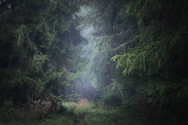 Nadelwald an einem nebligen Sommermorgen Stockbild