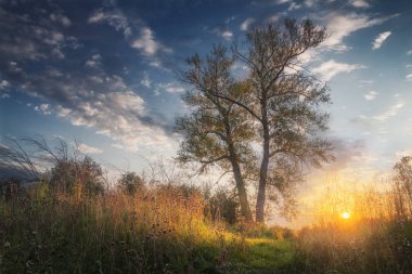 akşam güneşi ile aydınlatılmış çayırda yalnız kavak