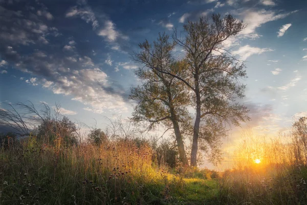 akşam güneşi ile aydınlatılmış çayırda yalnız kavak