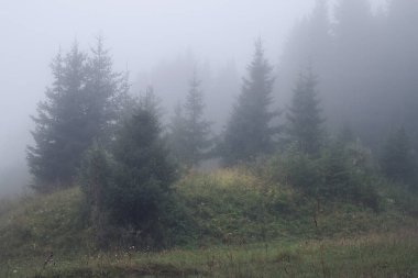 sisli bir yaz sabahı orman glade