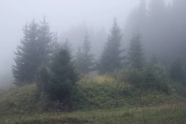 Radura della foresta in una nebbiosa mattina d'estate — Foto Stock