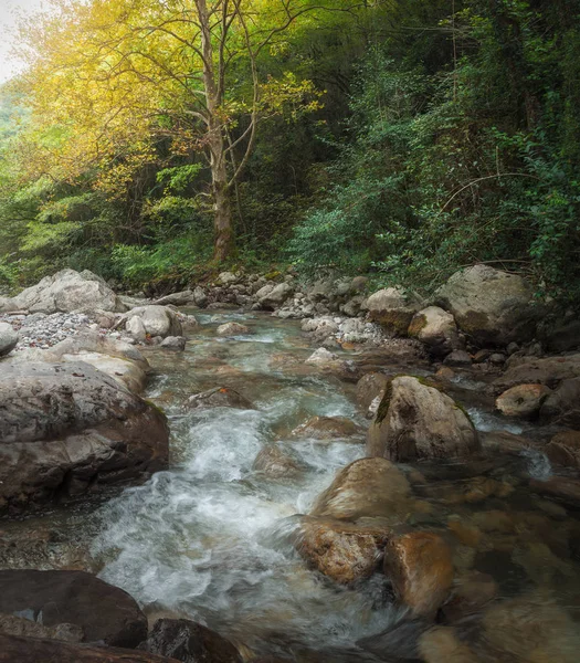 Ruisseau de montagne dans la forêt d'automne — Photo