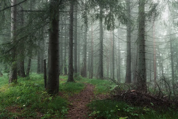 Ochtend in het mistige bos — Stockfoto
