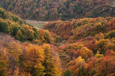 Dağlardaki ağaçlarda renkli sonbahar yaprakları kapanıyor.