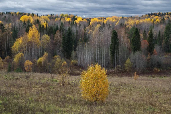 Sonbahar Ormanı Eğimli Alan Dramatik Gökyüzünün Arka Planı — Stok fotoğraf