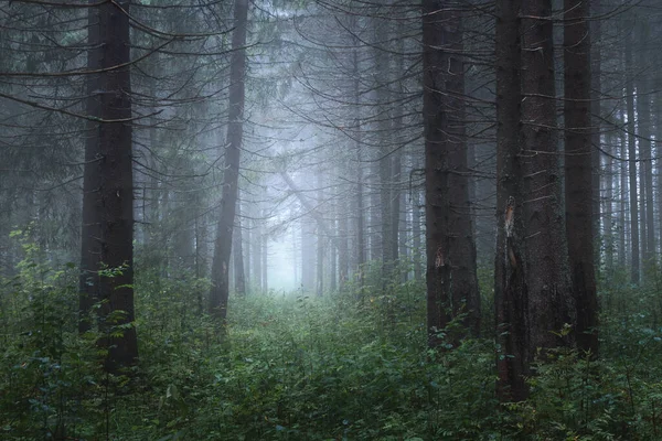 Sentiero Nella Nebbiosa Foresta Conifere — Foto Stock