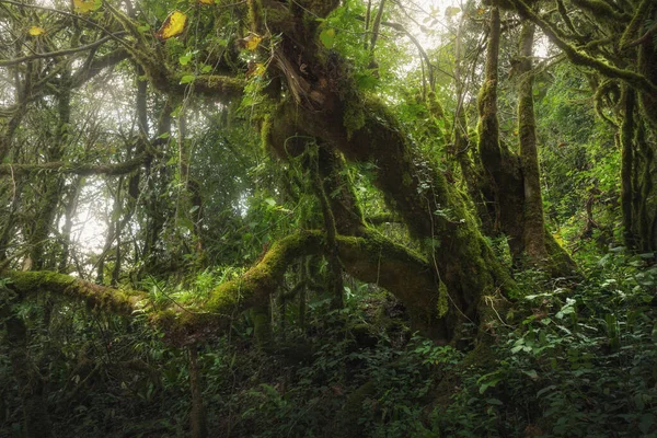 Äste Und Baumstämme Mit Moos Und Farnen Bedeckten Regenwald lizenzfreie Stockfotos