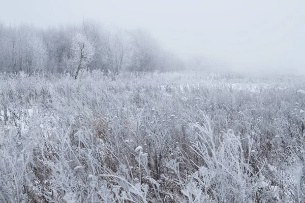 Mlhavé Mrazivé Zimní Ráno Vrbový Háj — Stock fotografie