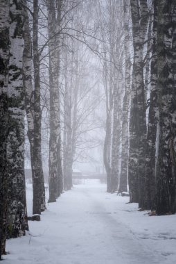 Kışın şehir parkında sisli gümüş huş ağacı geçidi