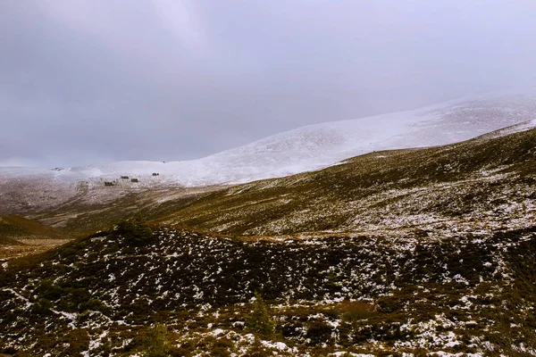 Highlands Écossais Hiver — Photo