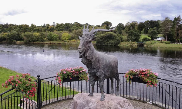 Puck Goat Killorglin Kerry Ireland — Stock Photo, Image