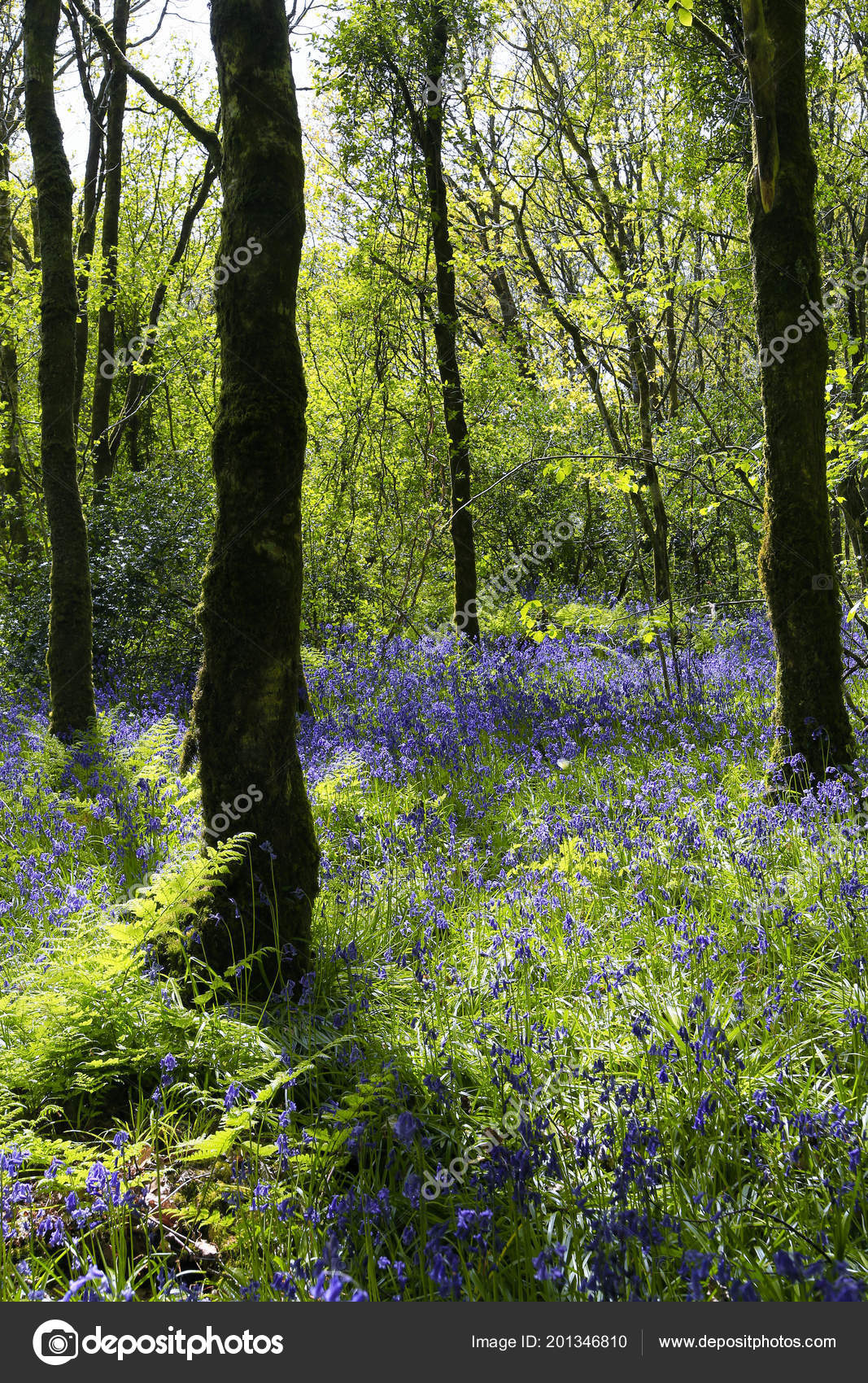 Bluebells Forest Convoy Donegal Ireland Stock Photo Image By C Hiddentalentsphoto Bluebells Forest Convoy Donegal Ireland Stock Photo Image By C Hiddentalentsphoto