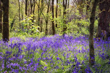 Bluebells orman, konvoy, İngiltere