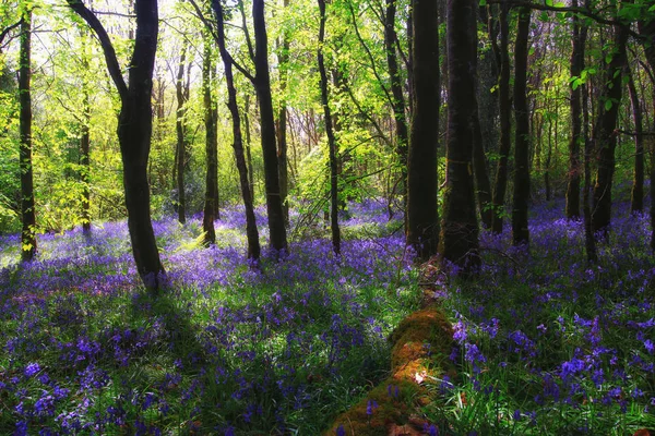 Bluebells orman, konvoy, İngiltere