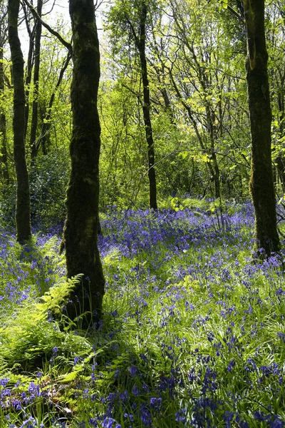 Bluebells orman, konvoy, İngiltere