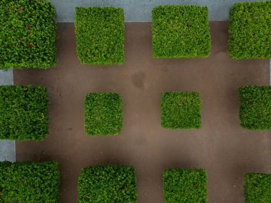 Düzenli olarak ağaçlar kare şeklinde uzaya uzanıyor. düzlük ağaçlar düz şemsiye şeklinde büyür. Dalların doğru birleştirilmesi profesyonel bir ağaç bilimci için gereklidir.