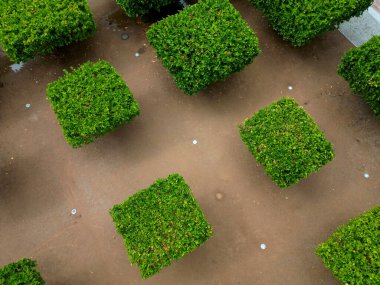 Düzenli olarak ağaçlar kare şeklinde uzaya uzanıyor. düzlük ağaçlar düz şemsiye şeklinde büyür. Dalların doğru birleştirilmesi profesyonel bir ağaç bilimci için gereklidir.