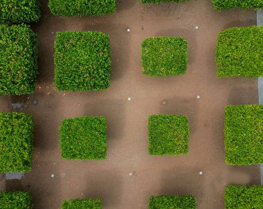 Düzenli olarak ağaçlar kare şeklinde uzaya uzanıyor. düzlük ağaçlar düz şemsiye şeklinde büyür. Dalların doğru birleştirilmesi profesyonel bir ağaç bilimci için gereklidir.