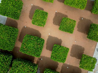 Düzenli olarak ağaçlar kare şeklinde uzaya uzanıyor. düzlük ağaçlar düz şemsiye şeklinde büyür. Dalların doğru birleştirilmesi profesyonel bir ağaç bilimci için gereklidir.