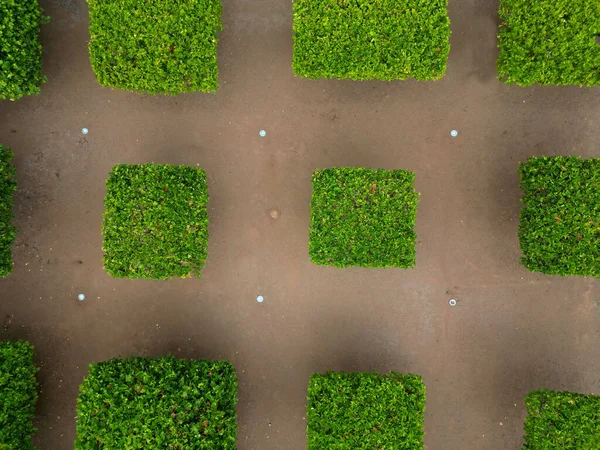 Düzenli olarak ağaçlar kare şeklinde uzaya uzanıyor. düzlük ağaçlar düz şemsiye şeklinde büyür. Dalların doğru birleştirilmesi profesyonel bir ağaç bilimci için gereklidir.