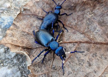 Meloe, kabarcık böcekleri familyasından bir böcek cinsidir. Bu isim, eklemlerinden yağ damlacıkları saldıkları zaman savunma stratejilerinden geliyor.