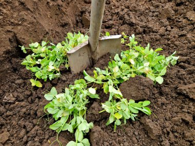 A gardener digs a deep hole with a spade. The soil is mixed with green parts of peas as fertilizer for planting a plant such as asparagus or chard.