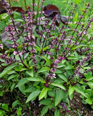 Tulsi, Hindistan 'da iyileştirici özellikleri için saygı duyulan ve Ayurvedic tıpta kullanılan kutsal bir fesleğen bitkisi. Karakteristik bir karanfil-tarçın aromalı bu bitki