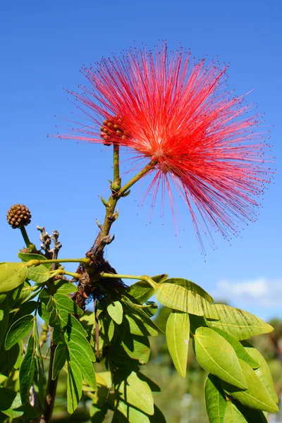 Planta Sopro Com Flor Vermelha Delicada Conhecida Pelo Nome Científico — Fotografia de Stock