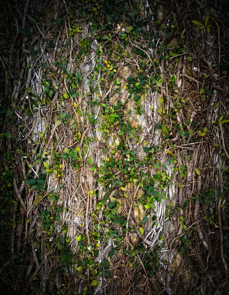 Натуральна Лоза Покрита Текстурою Тла Стіни Вертикальним Обрамленням — стокове фото