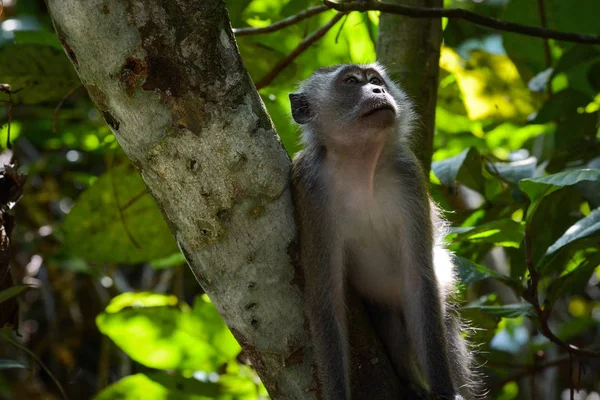 Macaco Dalla Coda Lunga Macaco Mangia Granchi Foraggio Alimenti Nome — Foto Stock