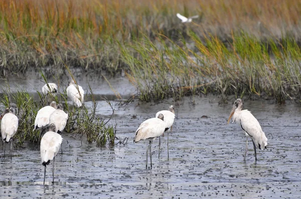 Flock Wood Storks Foraging Food Mud Huntington Beach South Carolina — Stock Photo, Image