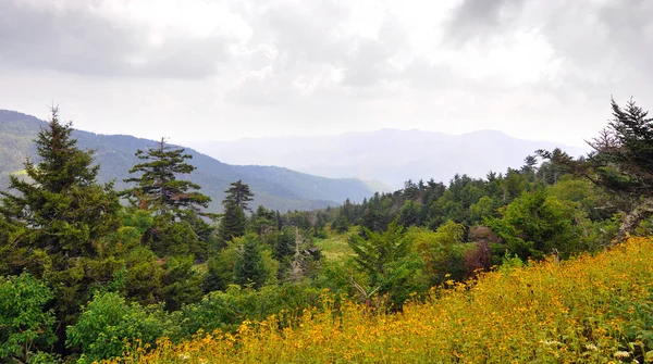 Kır Çiçekleri Ladin Köknar Orman Manzara Boyunca Blue Ridge Parkway — Stok fotoğraf