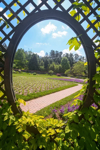 Lattice Arbor Window Overgrown Vines Forming Natural Frame Background — Stock Photo, Image