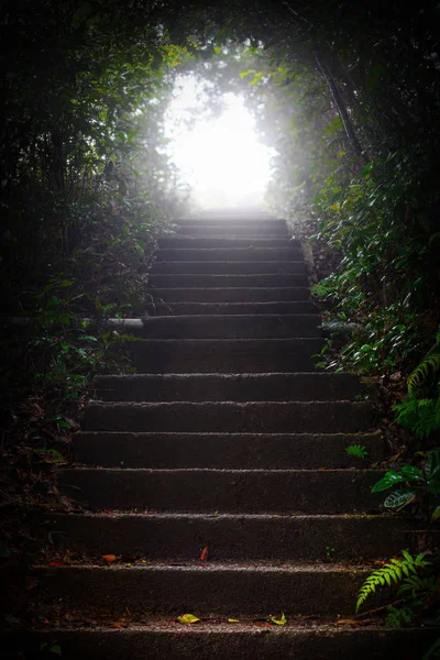 Luz Brillante Final Las Escaleras Través Oscuro Túnel Arbolado — Foto de Stock