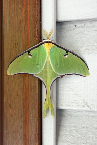 Närbild Stor Luna Moth Vetenskapligt Namn Actias Luna — Stockfoto