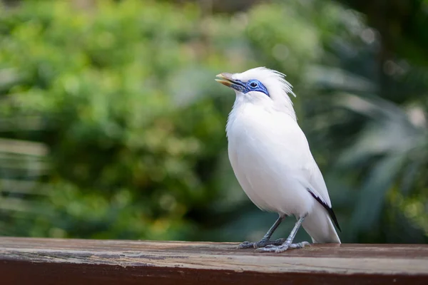 Bali Myna Znany Pod Nazwą Naukową Leucopsar Rothschildi Śpiewając Piosenkę Obraz Stockowy