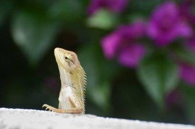 Oryantal bahçe kertenkele, ya da değiştirilebilir kertenkele, bilimsel Calotes versicolor olarak bilinen
