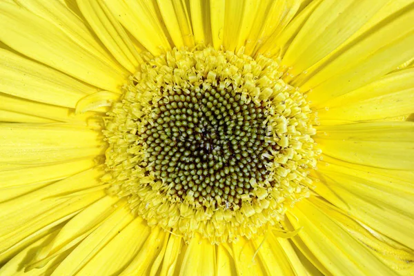 Macro Bright Yellow Center Beautiful Gerbera Daisy Flower — Stock Photo, Image
