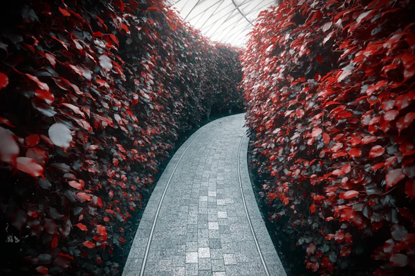 Quiet pathway in a garden maze of tall red hedges