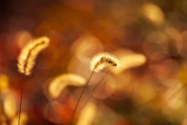 Setaria 'ya yakın çekim, sonbaharda setaria.