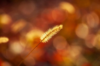 Setaria 'ya yakın çekim, sonbaharda setaria.