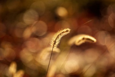 Setaria 'ya yakın çekim, sonbaharda setaria.