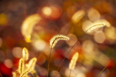 Setaria 'ya yakın çekim, sonbaharda setaria.