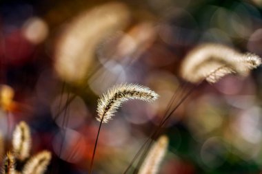 Setaria 'ya yakın çekim, sonbaharda setaria.